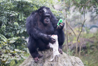 Yuhui, el chimpance que lava ropa