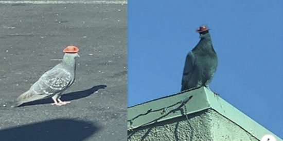 Las autoridades buscan a los que han puesto sombreros de vaquero en la cabeza de estas palomas