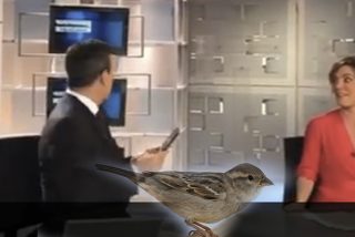 Un gorri&oacute;n juguet&oacute;n se cuela en el plat&oacute; durante un informativo en directo en Telecinco