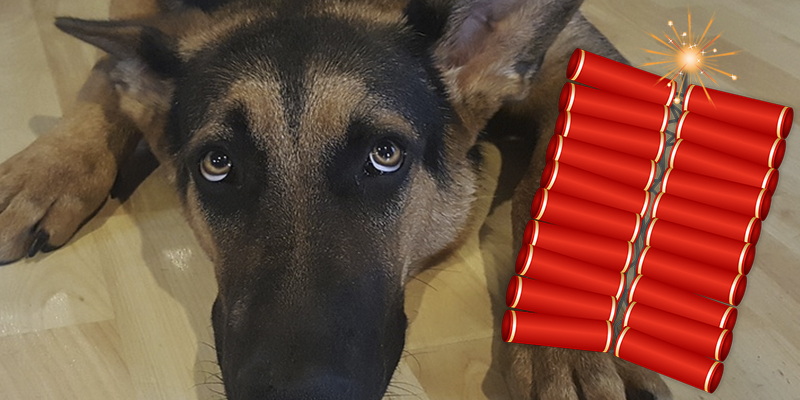La primera ciudad del mundo que decide dejar de vender petardos en Navidad para proteger a sus mascotas