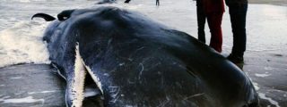 Encuentran este cachalote muerto en Escocia, con una &laquo;bola de basura&raquo; de 100 kilos en su est&oacute;mago