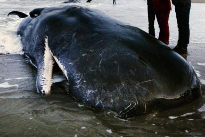 Encuentran este cachalote muerto en Escocia, con una &laquo;bola de basura&raquo; de 100 kilos en su est&oacute;mago