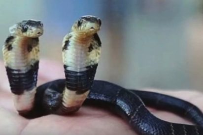 Encuentran una cobra de dos cabezas en la India y los aldeanos reh&uacute;san entregarla a las autoridades por sus creencias mitol&oacute;gicas