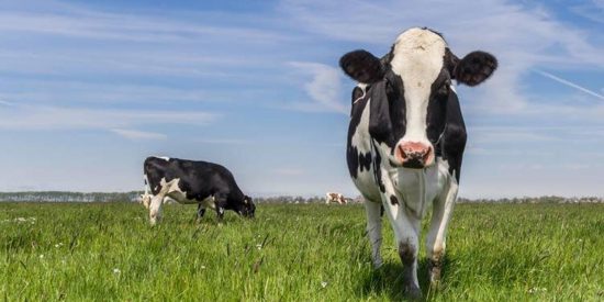 ¿Qué crees que es más contaminante; comer carne o conducir?