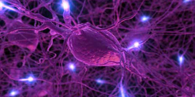 Un descubrimiento cient&iacute;fico permite reparar el da&ntilde;o cerebral ocasionado por la esclerosis m&uacute;ltiple o el Alzheimer