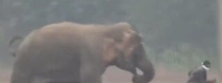 El despiadado ataque del elefante a unos turistas que se acercan a hacerse 'selfies'