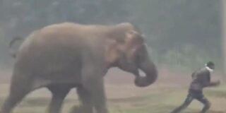 El despiadado ataque del elefante a unos turistas que se acercan a hacerse 'selfies'