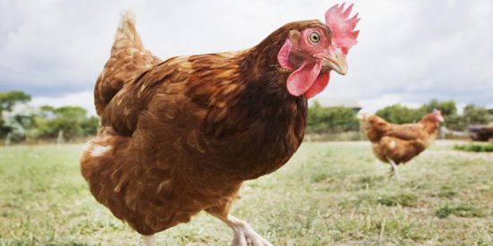 El gallo y la gallina