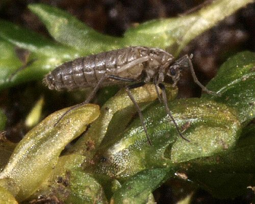 Antártida: españoles descubren una inquietante invasión de mosquitos