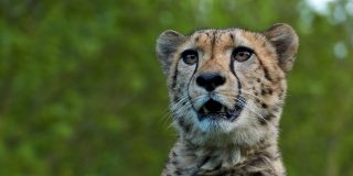 El guepardo 'besa' a la cr&iacute;a de gacela, al confundirla con su cachorro, se da cuenta del error y se la merienda