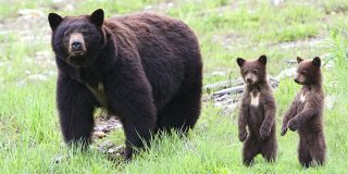 La osa y sus dos osos cachorros