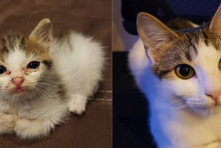 Gatos: Un hombre muestra el incre&iacute;ble antes y despu&eacute;s de su gata tras ser rescatada de la vida callejera