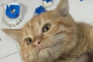 Este gato destruye sin remordimientos, en unos segundos, una escultura de m&aacute;s de 2.400 piezas que su due&ntilde;o hab&iacute;a montado durante dos semanas