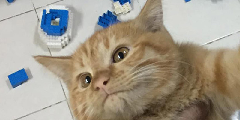 Este gato destruye sin remordimientos, en unos segundos, una escultura de más de 2.400 piezas que su dueño había montado durante dos semanas