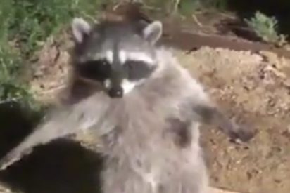 Los dos mapaches fingen ser estatuas al ser descubiertos en un jard&iacute;n