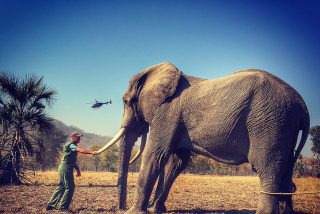 El 'Mail on Sunday' vence en la corte al pr&iacute;ncipe Harry por las pol&eacute;micas fotos de un elefante &ldquo;drogado y atado&rdquo;