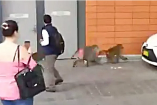 Australia: un mono crea un caos tras escapar del centro m&eacute;dico donde le har&iacute;an una vasectom&iacute;a