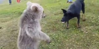 El osezno se topa con un perro en la monta&ntilde;a y pasa lo imposible