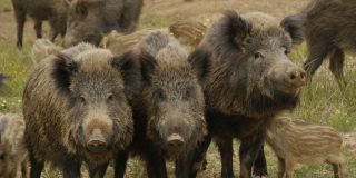 Los jabal&iacute;es m&aacute;s contaminantes con los coches: liberan m&aacute;s CO2 que un mill&oacute;n de autos