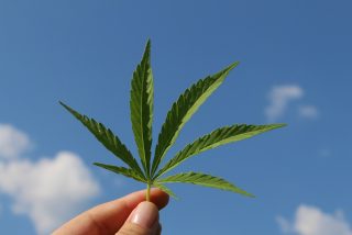 &iexcl;Atenci&oacute;n porretas!: Esta universidad de EEUU ofrecer&aacute; en su plan de estudios un master en cannabis