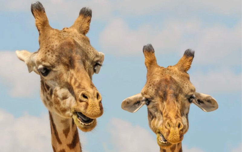 Pron&oacute;stico del Tiempo para este martes 17 de febrero de 2026