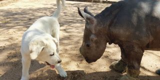 Esme , el perro y David, el rinoceronte beb&eacute;