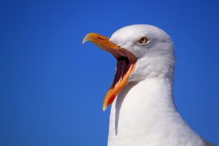 El aterrador instante en que la gaviota se traga vivo al conejo