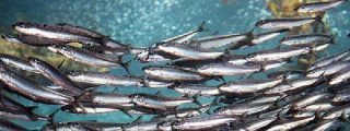 Sardinas