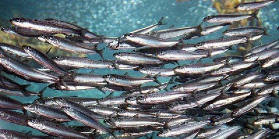Sardinas