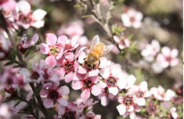 Miel de manuka propiedades