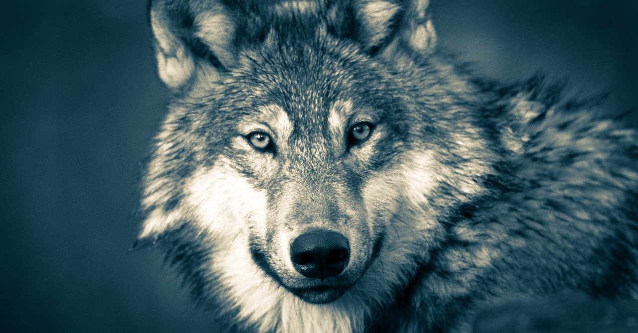 Lobo gris reaparece en Francia por primera vez en m&aacute;s de un siglo&nbsp;tras ser considerado extinguido