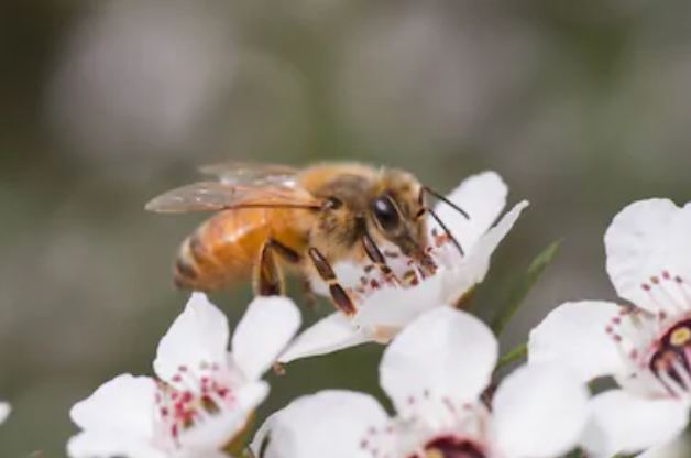 Miel de manuka propiedades 