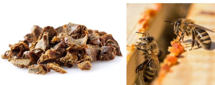 Beneficios del propóleo
