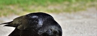 Inteligencia Animal: El cuervo 'ayuda' al erizo a cruzar la carretera