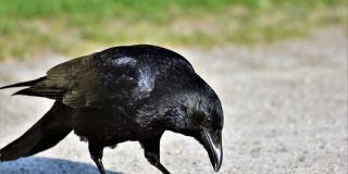 Inteligencia Animal: El cuervo 'ayuda' al erizo a cruzar la carretera