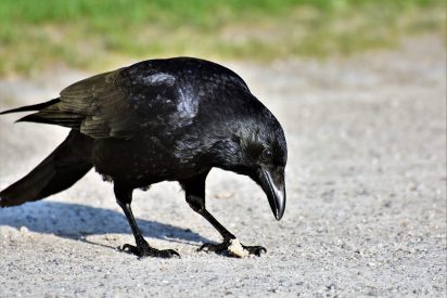 Inteligencia Animal: El cuervo 'ayuda' al erizo a cruzar la carretera