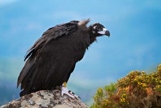 Los carro&ntilde;eros "fondos buitres" a la caza de hoteles a punto de quebrar