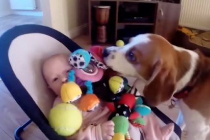 El perro roba un juguete a la beb&eacute; y al verla llorar, compungido por la culpa, devuelve la 'mercanc&iacute;a'