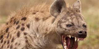 La hiena traidora roba al despiste un impala a la enorme pit&oacute;n