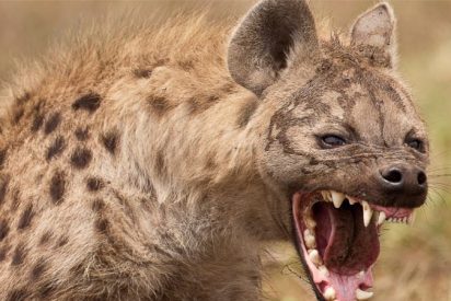 La hiena traidora roba al despiste un impala a la enorme pit&oacute;n