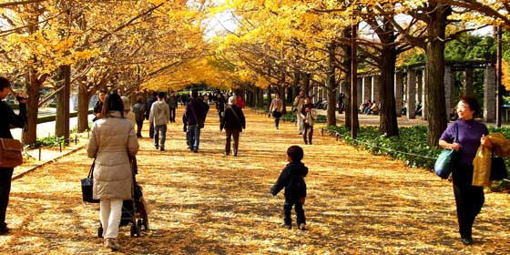 Jap&oacute;n: Lugares imprescindibles que visitar en Tokio durante el oto&ntilde;o