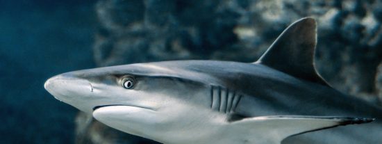 Pron&oacute;stico del Tiempo para este lunes 16 de marzo de 2026