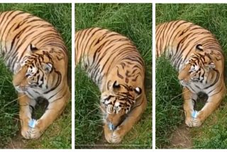 Un aut&eacute;ntico 'cerdo' tira una mascarilla al parque natural de Cab&aacute;rceno y un tigre la devora