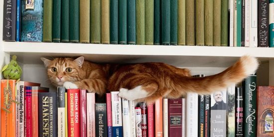 &Uacute;ltimo reto viral: &iquest;D&oacute;nde est&aacute; el gato?