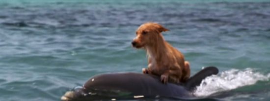 El perro se lanza al mar y se hace amigo del delf&iacute;n