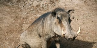 La hiena ataca a una familia de fac&oacute;ceros para comerse a la cr&iacute;a y la mam&aacute; jabal&iacute; le hace arrepentirse