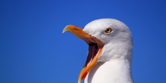 Muerte en Venecia: una gaviota monstruosa mata y devora entera a una paloma