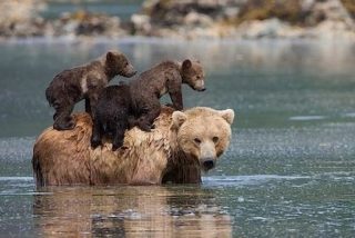 Los pescadores salvan a los cachorros de la osa y el animal se lo agradece