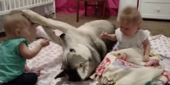 Las beb&eacute;s gemelas malvadas hostigan a su gigantesco husky siberiano y la mascota aguanta