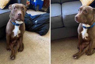 El perro que se sienta como un humano triunfa accidentalmente en las redes